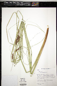 Carex verrucosa image