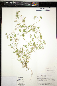 Trifolium microcephalum image