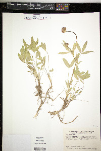 Trifolium longipes image