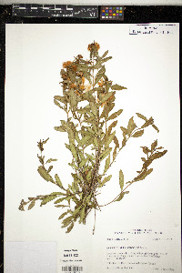 Hypericum frondosum image