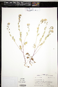 Phacelia glabra image