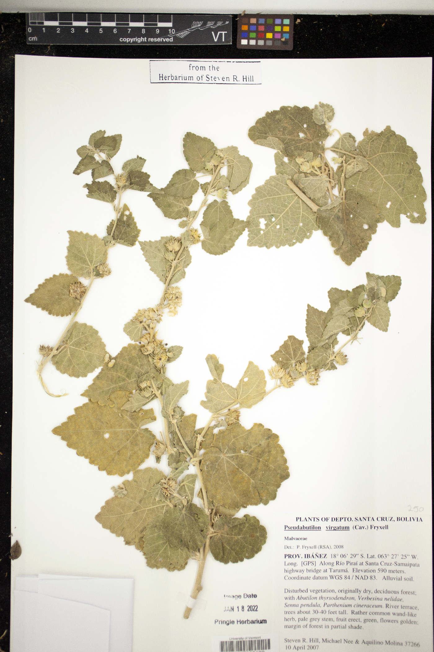 Pseudabutilon virgatum image