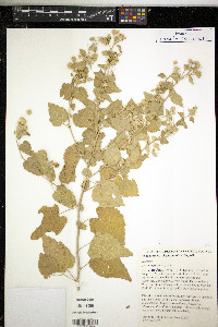 Pseudabutilon virgatum image