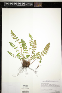 Woodsia ilvensis image