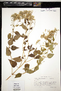 Eupatorium luciae-brauniae image