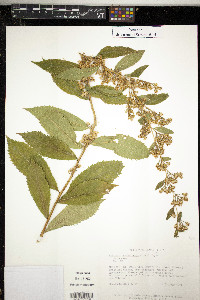 Solidago ouachitensis image