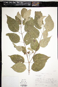 Cornus drummondii image