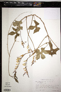 Mina lobata image