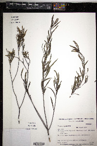 Image of Turnera stenophylla