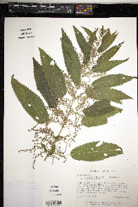 Urtica gracilis image