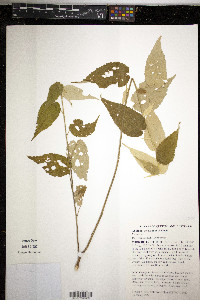 Image of Abutilon otocarpum