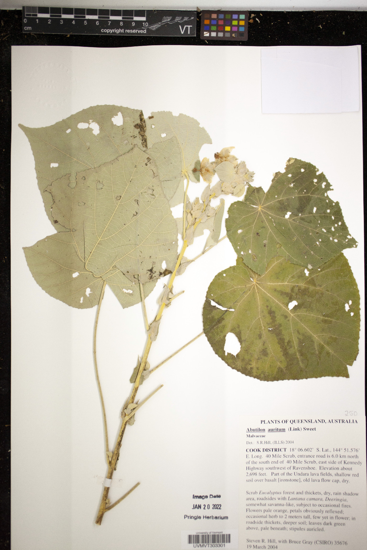 Abutilon auritum image