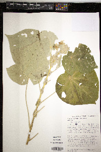 Image of Abutilon auritum