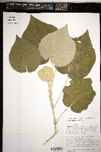 Abutilon auritum image
