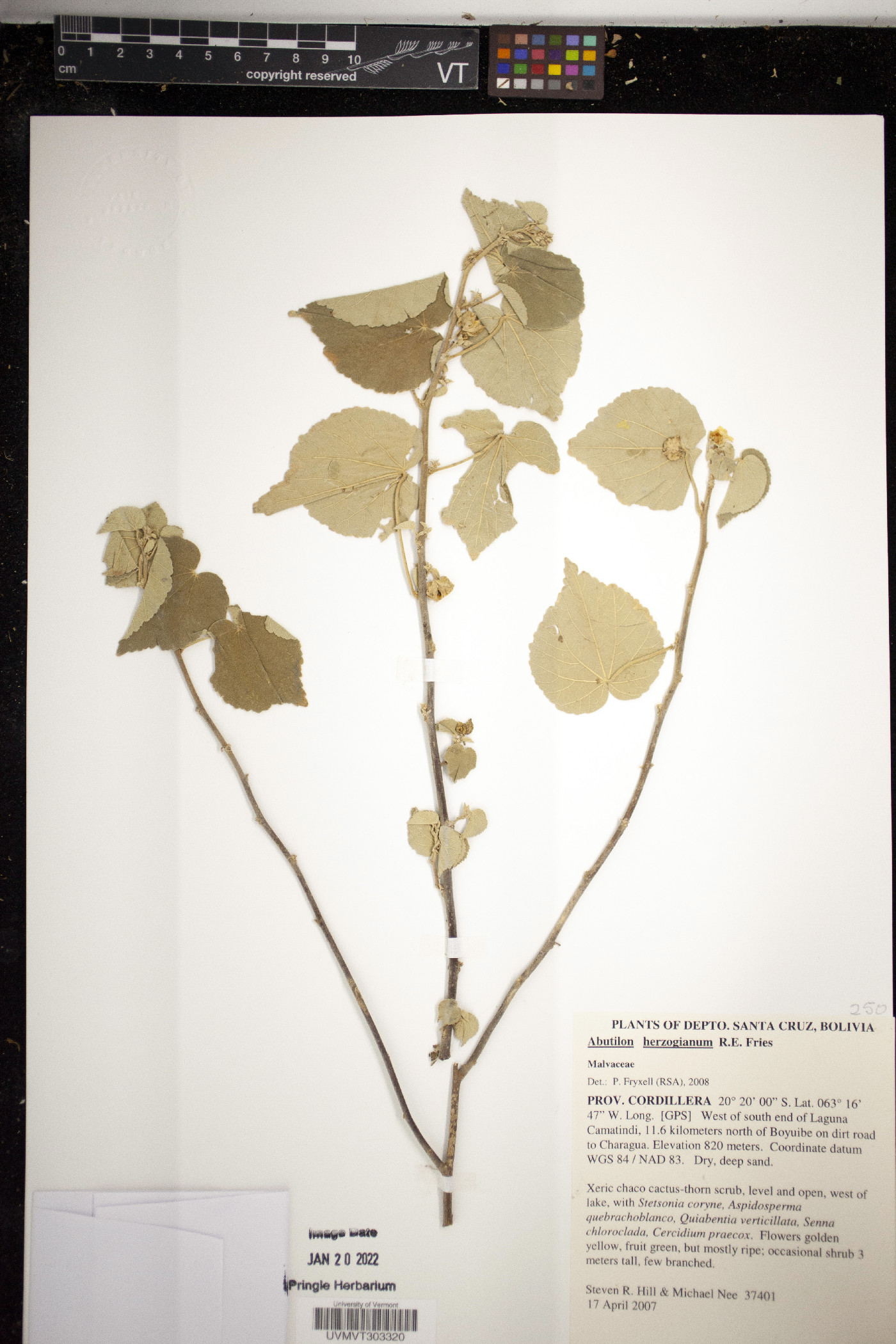 Abutilon herzogianum image
