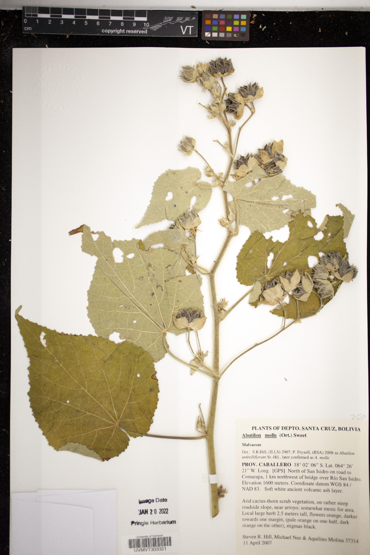 Abutilon anglosomaliae image