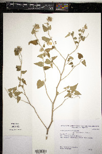 Abutilon grandiflorum image