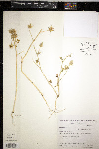 Althaea hirsuta image