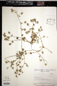 Althaea hirsuta image