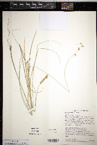 Carex echinata image