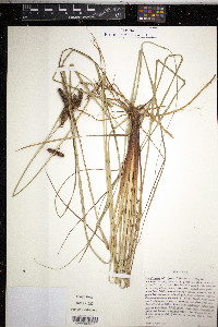 Carex glaucescens image