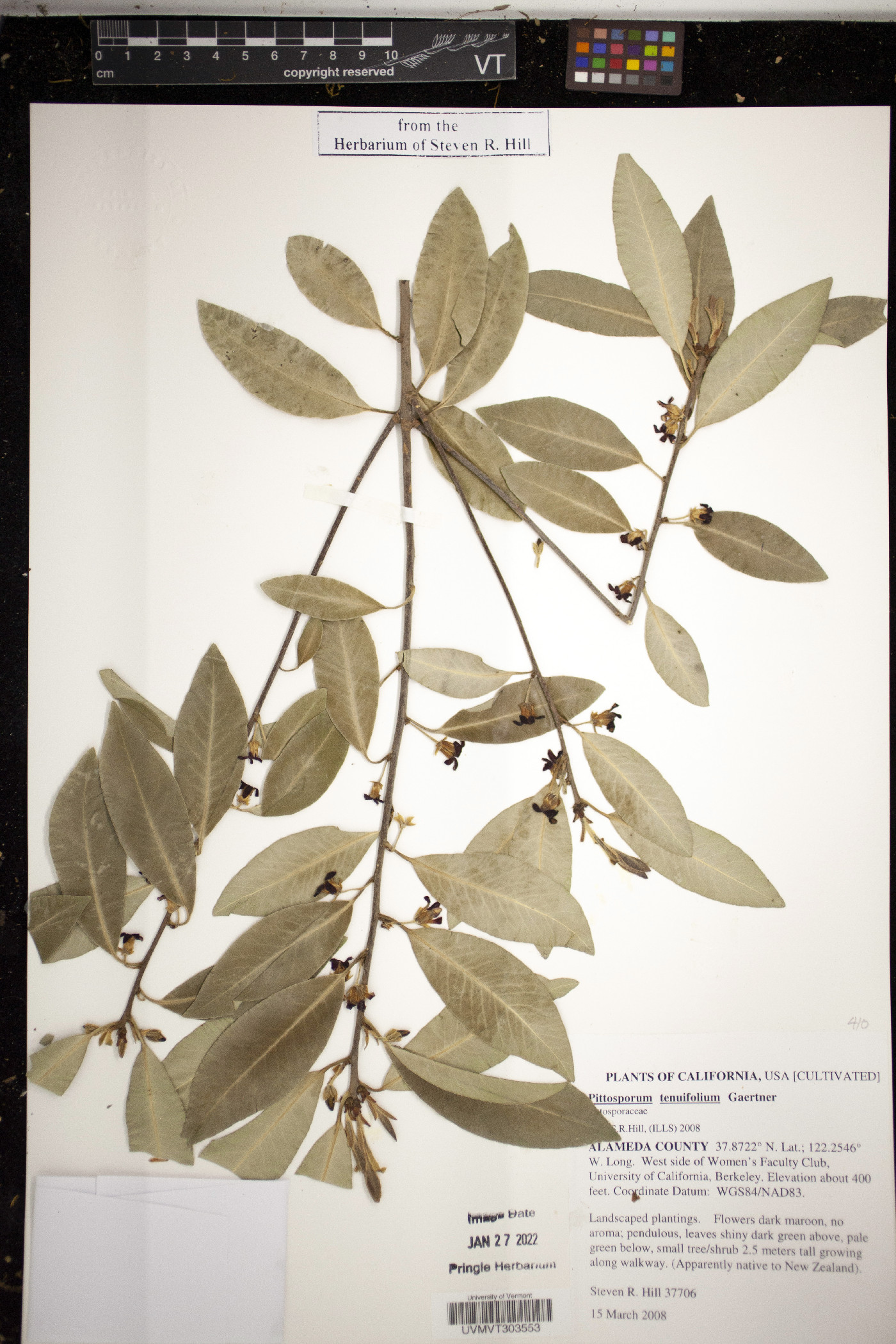 Pittosporum tenuifolium image