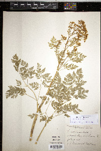 Conium maculatum image