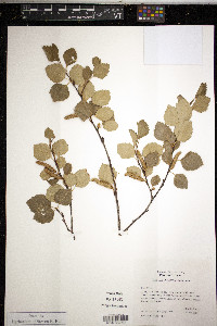 Betula occidentalis image