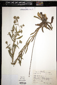 Onosmodium virginianum image