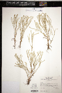 Plagiobothrys scouleri var. scouleri image