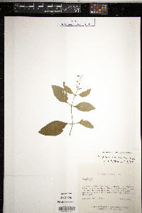 Scutellaria pseudoserrata image