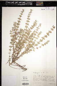 Hedeoma oblongifolia image