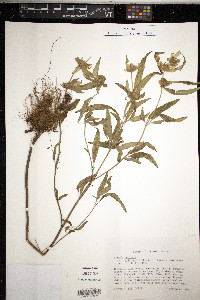 Monarda punctata image