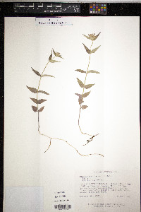 Monarda russeliana image