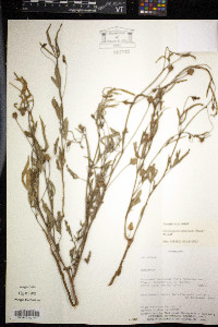Image of Cienfuegosia subternata