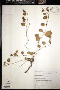Cienfuegosia ulmifolia image