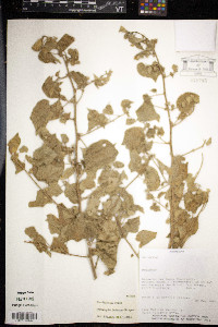 Dirhamphis balansae image