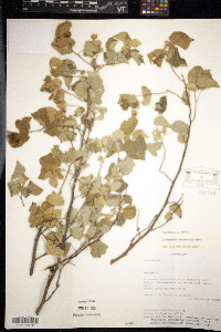 Dirhamphis balansae image