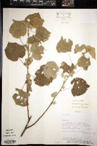 Dirhamphis balansae image