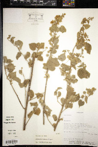 Dirhamphis balansae image