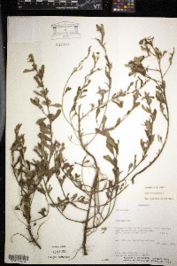 Sida rhombifolia image