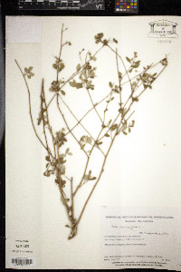 Sida rhombifolia image