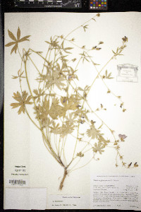 Sidalcea glaucescens image