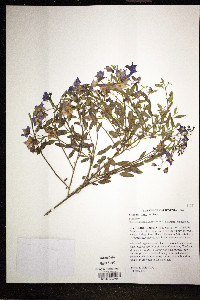 Solanum xanti image