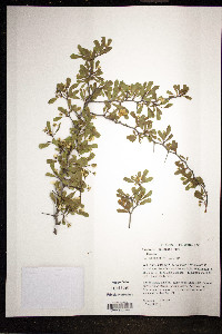Crataegus michauxii image