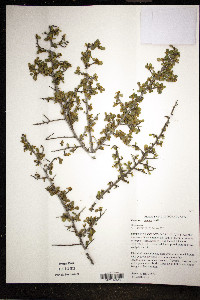 Rhamnus crocea image