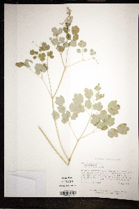 Thalictrum dioicum image