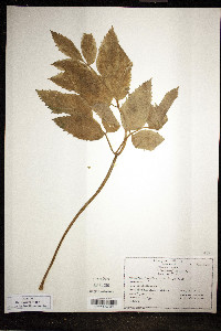 Angelica genuflexa image