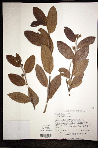 Image of Turnera aurantiaca