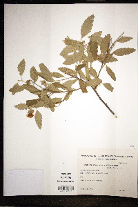Image of Turnera blanchetiana